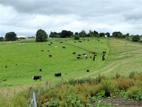 Cattle On Fuddlebrook Hill Oliver Dixon Cc By Sa Geograph