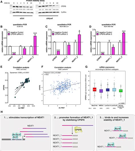 Alyref Stabilizes Correlates And Regulates The Neat Activator