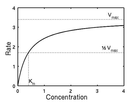 # 21 Michaelis - Menten Equation and Immobilising an enzyme | Biology ...