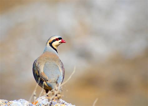 Chukar Partridge Hatching Eggs (Pre-Orders for 2025) – AV Bird Hatchery