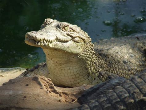 Animales En El Planeta El Cocodrilo Americano Cocodrilo Narigudo O