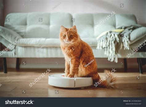 electric cat images stock  vectors shutterstock