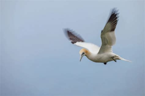 Northern Gannet By Nick Clayton Birdguides