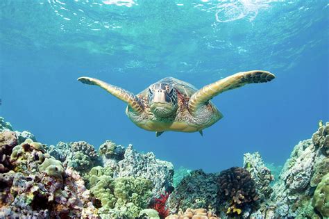 Sea Turtle Maui Photograph By Mm Sweet