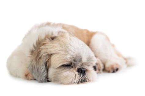 Perro Lindo Del Tzu Del Shih Que Duerme En El Piso Foto De Archivo