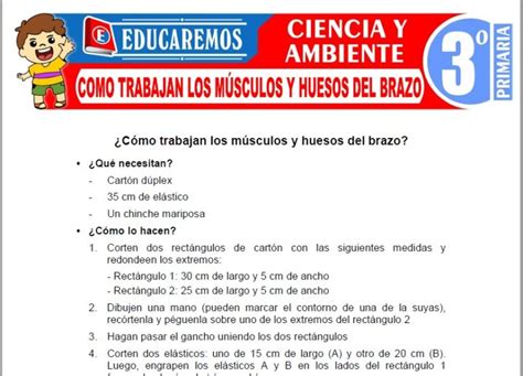 Como Trabajan Los Músculos Y Huesos Del Brazo Para Tercero De Primaria