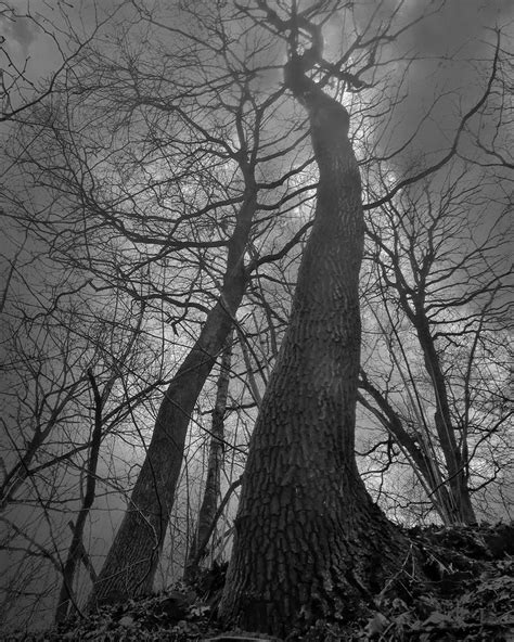 Black And White Photograph Of Trees In The Woods