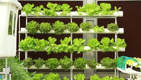 Nft Hydroponics Mastering The Nutrient Film Technique