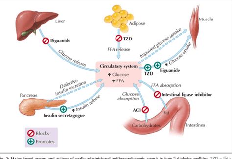 Figure 5 From Oral Antihyperglycemic Therapy For Type 2 Diabetes