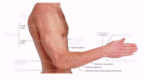 Upper Limb Surface Anatomy Diagram | Quizlet