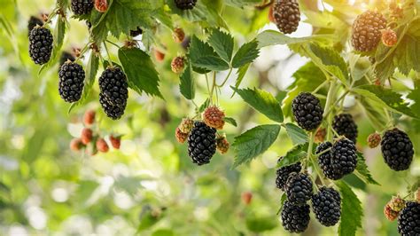 avoidable errors thatll save  blackberries   garden
