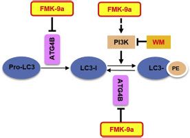 Atg B Inhibitor Fmk A Induces Autophagy Independent On Its Enzyme