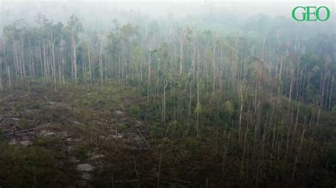 D Forestation Millions Dhectares De For T Ont T Perdus Depuis