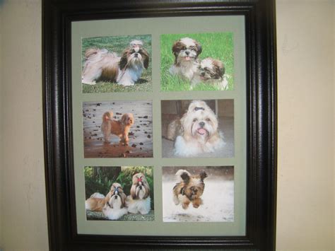 DOGS SHIH TZU imágenes inusuales Comprar Unframed 23 99 Etsy España