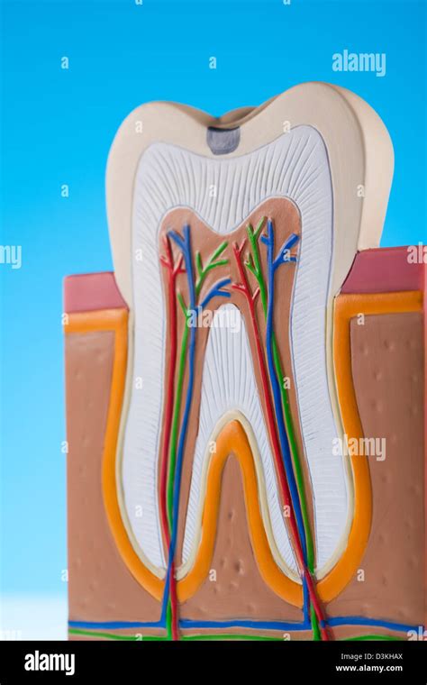 Estructura Del Diente Fotografías E Imágenes De Alta Resolución Alamy