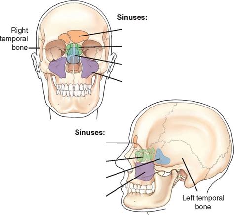 Sinuses Diagram Quizlet