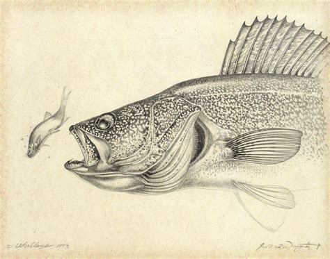 Walleye Pencil Study Painting by JQ Licensing