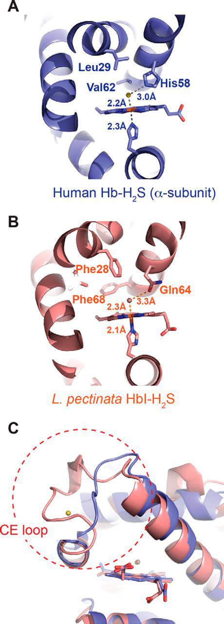 Structural And Mechanistic Insights Into Hemoglobin Catalyzed Hydrogen