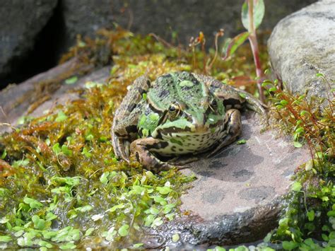 Frog Pond Duckweed - Free photo on Pixabay - Pixabay