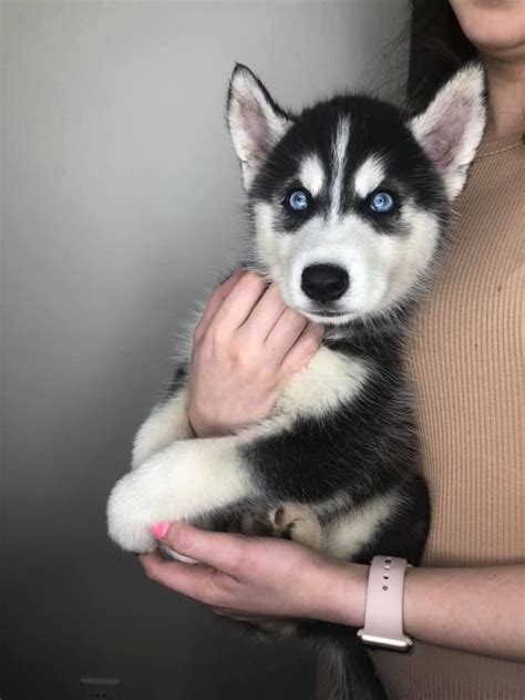 Siberian Husky Puppies For Sale Cape Coral FL 300841