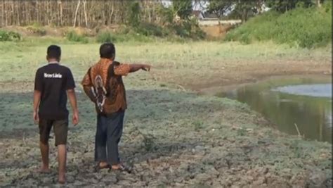 Diserang Hama Tikus Tanaman Jagung Petani Di Tuban Terancam Gagal Panen