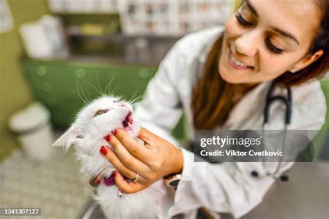 Cat Smiling Teeth Photos and Premium High Res Pictures - Getty Images