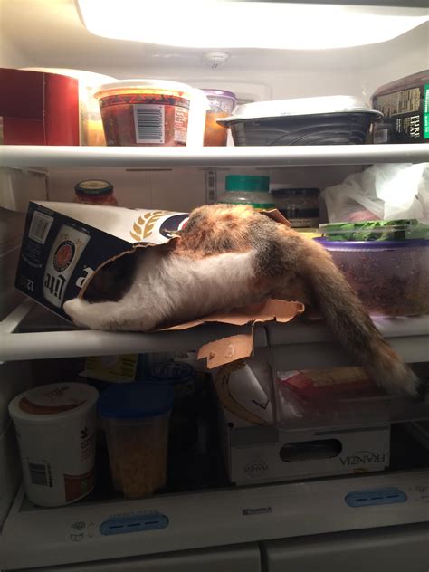 Dont Leave Your Refrigerator Unattended Cats