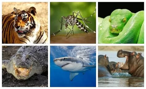 ℹ Animales Más Peligrosos Del Mundo