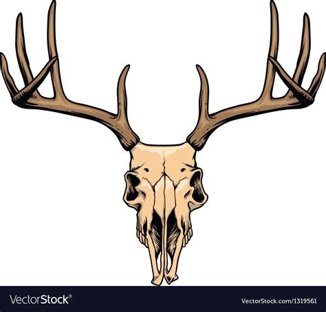 Deer Skull Royalty Free Vector Image Vectorstock