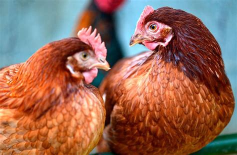 Mejores Razas De Gallinas H Bridas Para Granjas Al Aire Libre