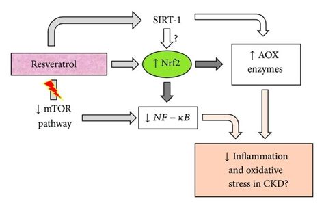 Scheme Of Resveratrol Action Mechanism To Reduce Inflammation And