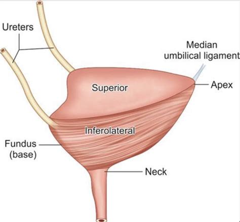 Urinary Bladder Urethra And Micturition Flashcards Quizlet