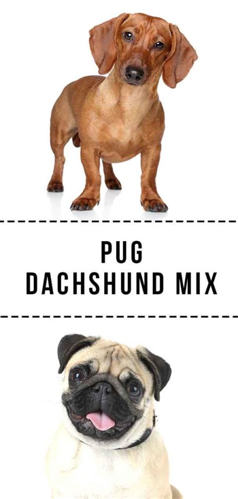 Pug Dachshund Mix - Did You Know About This Up And Coming Hybrid?