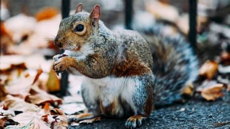 How Do Squirrels Climb Trees Pethelpful