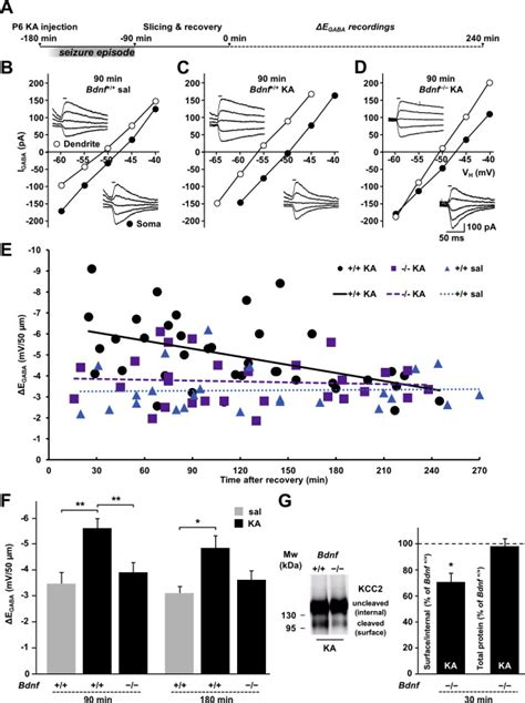 Activation Of Kcc After A Single Episode Of Kainate Induced Neonatal