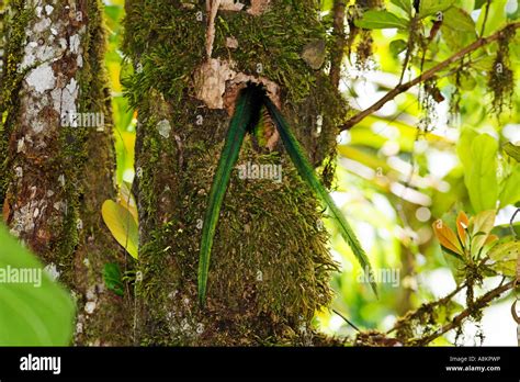 Tail Feathers Of Resplendent Quetzal Pharomachrus Mocinno Male In