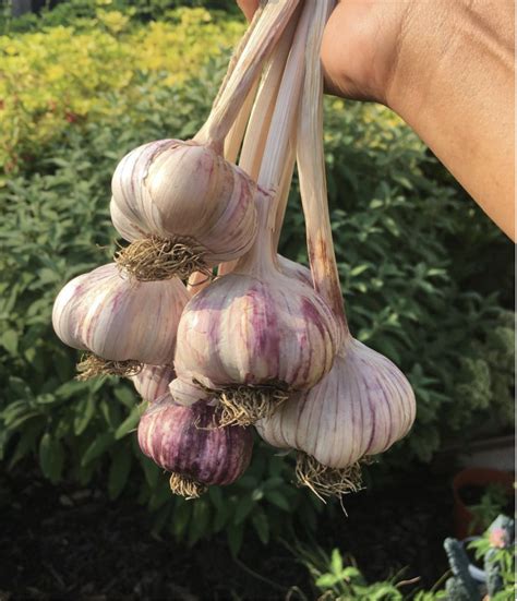 How To Grow Your Own Garlic Gardenary