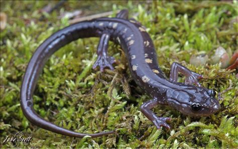 Yellow Spotted Woodland Salamander Plethodon Pauleyi A Photo On