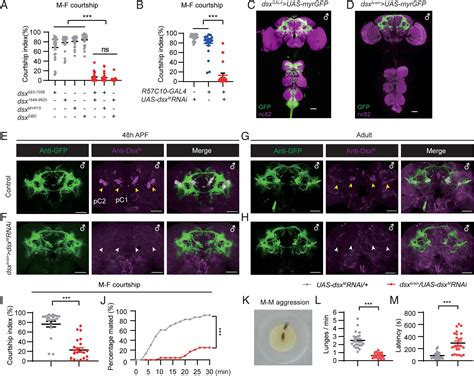 The Doublesex Gene Regulates Dimorphic Sexual And Aggressive Behaviors