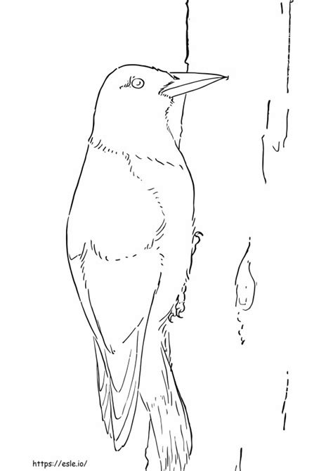 Simple Woodpeckers Coloring Page