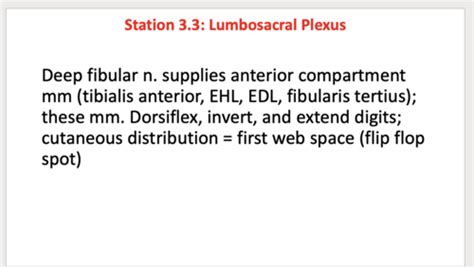 Neurovasculature Of The Lower Limb Flashcards Quizlet