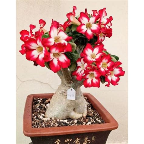 Jual Bibit Adenium Kemboja Jepang Bunga Tumpuk Merah Rose Bunga