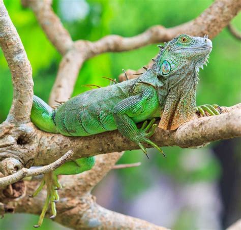 IGUANA Características Cuidado de iguanas domésticas Qué comen