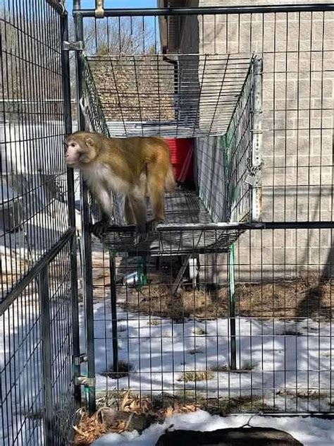 A retired lab monkey (Rhesus Macaque) experiencing the outdoors for the ...