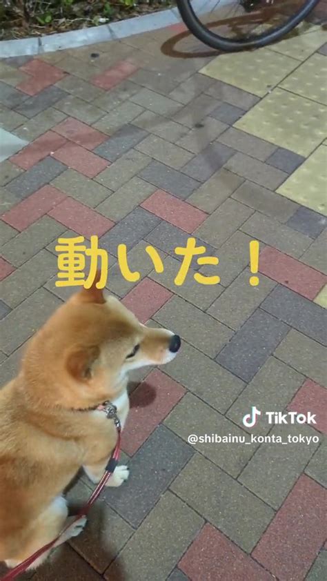 散歩中の柴犬が「お利口すぎる～！」と7万いいねもらった理由は 「どうやったらそんないい子に」と大絶賛の姿が話題 L2406sb