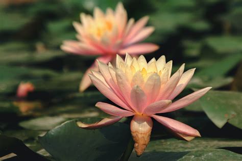 100,000+ Best Water Lilies Photos · 100% Free Download · Pexels Stock ...