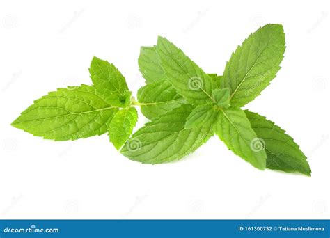 Fresh Mint Leaves Isolated On White Background Stock Photo Image Of