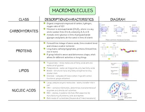 Free Macromolecules And Their Functions In Biology Printfriendly