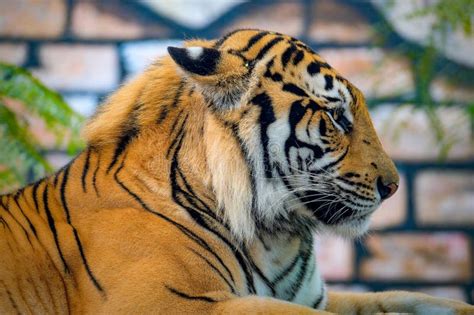 Portrait of Bengal Tiger in Conservation Stock Photo - Image of animal ...