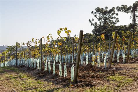 Viticultura sustentável práticas verdes na Vinícola Guaspari Revista